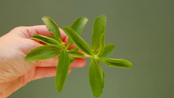 Stevia rebaudiana.Stevia ramita verde fresca en mano sobre fondo verde.Edulcorante orgánico natural bajo en calorías — Vídeo de stock