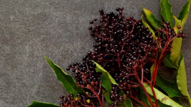 Gri arkaplanda Mürver çileği. Sambucus meyvesi. Mürver dalları. Olgun siyah mürver. Mürver hasadı — Stok video