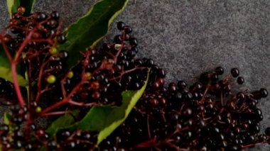 Gri arkaplanda Mürver çileği. Sambucus meyvesi. Mürver dalları. Mürver hasadı