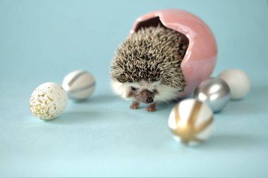 Hayvanlarla paskalya arkaplanı. Paskalya yumurtaları ve Afrika cüce kirpisi. Paskalya tatili. Kirpi ve yumurtalar mavi arkaplanda