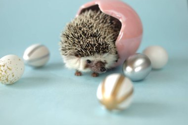 Hayvanlarla paskalya arkaplanı. Paskalya yumurtaları ve Afrika cüce beyaz karınlı kirpi. Paskalya tatili. Kirpi ve yumurtalar mavi arkaplanda