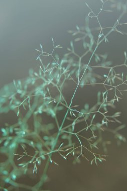 Çim sapları. Mavi bej tonlarda bitkisel arka plan. Mavi ışıkta kuru otlar. Mavi tonda bitkisel arka plan. Nazikçe mavi soyut doğa arkaplanı. Bitkilerin siluetleri. 