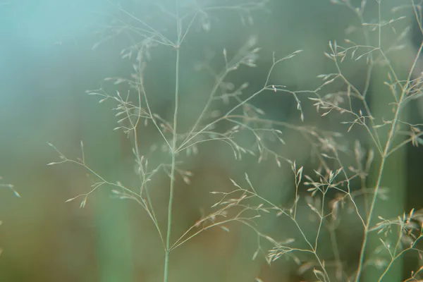 草の茎。青ベージュ色のトンでハーブの背景。青の光の中で乾いた草のシルエット。ハーブの背景。優しく青の抽象的な性質の背景。植物のシルエット. — ストック写真