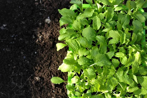 Mudas de repolho chinês. plantio de mudas. Jardinagem e agricultura. Mudas em crescimento. Cultivo de vegetais e verduras orgânicos — Fotografia de Stock