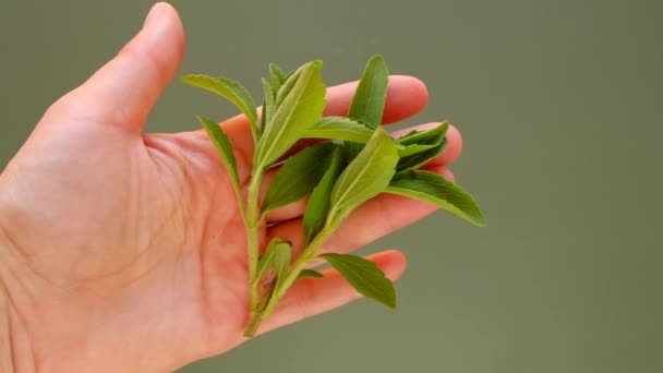 Stevia fresh green twig in hand on green background.Organic natural low calorie sweetener. Stevia rebaudiana. — Stock Video