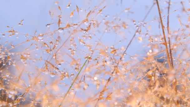 Vízcseppek a szántóföldi fű szárain. A mező az eső után. Növényi háttér. Gyönyörű cseppek növények.Növények sziluettjei. Természetes növény — Stock videók