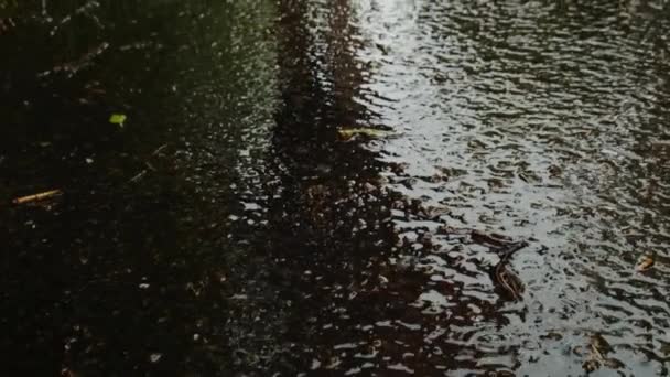 Chuva. Pernas femininas andando sobre asfalto molhado com gotas de chuva. Gotas e salpicos. Conceito meteorológico chuvoso.Gotas de chuva em córregos de asfalto e água da chuva — Vídeo de Stock