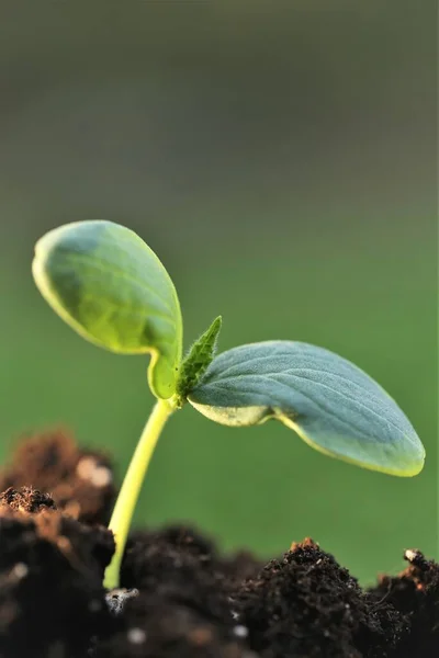Sadzenie sadzonek. Dzień Ziemi. sadzonki w glebie.Koncepcja ekologiczna.Ogrodnictwo i rolnictwo. Hodowla ekologicznych warzyw i warzyw — Zdjęcie stockowe