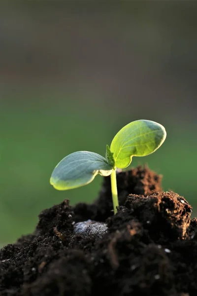 Seedlings in soil.planting seedlings. Earth Day. Ecological .Gardening and agriculture. Growing bio organic vegetables and greens — Stock Photo, Image
