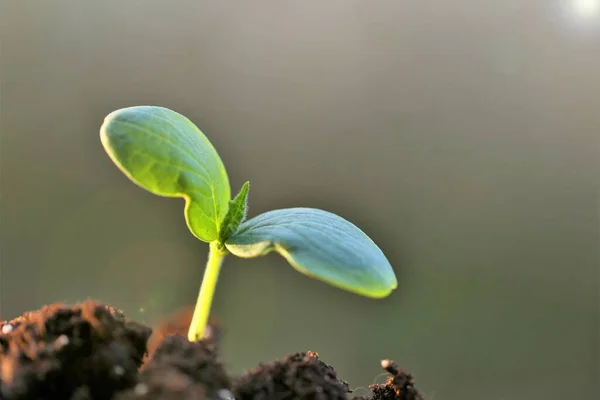 Earth Day. seedlings in soil.planting seedlings. Ecological concept.Gardening and agriculture. Growing bio organic vegetables and greens — Stock Photo, Image