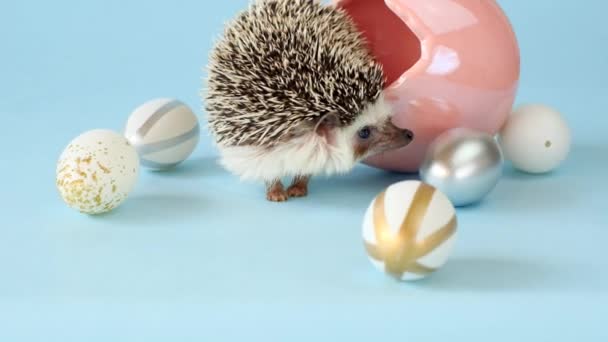 Easter Egg Hunt. Hedgehog and easter eggs on a blue background. eggs and African pygmy hedgehog. Easter mood.Easter holiday.
