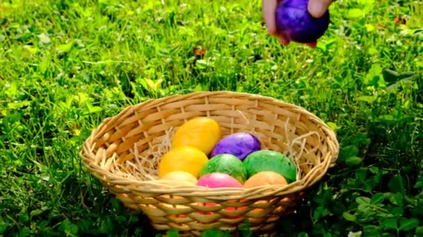 Wielkanocny Polowanie na Pisanki.. Childs ręka umieszcza fioletowe jajko w koszyku. Dziecko zbiera pisanki w wiosennym ogrodzie. Kolorowe jaja wielkanocne Wielkanocne święto tradycji.Święto religijne — Wideo stockowe