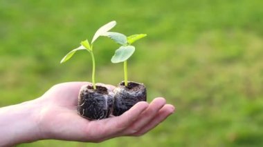 Bahçıvanlık ve tarım. Arka planda el ele tutuşan fidanlar. Tohum ekme. Biyolojik organik sebzeler ve yeşiller yetiştiriyorum. Ekolojik kavram. Dünya Günü.