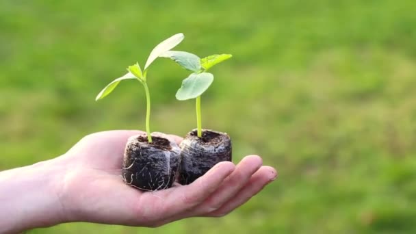 Tuinieren en landbouw. zaailingen in de hand op gazon achtergrond .planten zaailingen. Biologische groenten en groente kweken Ecologisch concept. Aarddag. — Stockvideo