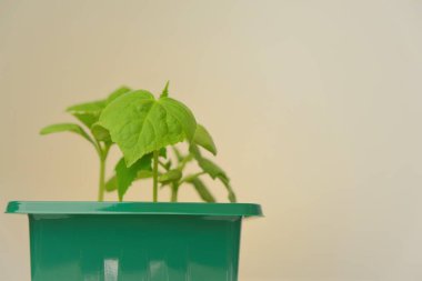 Salatalık fideleri. Salatalık yeşili, yeşil dozda salatalık. Ev yapımı sebzeler. Tohum yetiştirme. Bahçe işleri ve tarım.. 