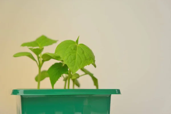 Concombres plantules. concombres Concombres plantes vertes gros plan dans une dose verte.Concombres en croissance.Jardin à la maison. Cultiver des légumes — Photo