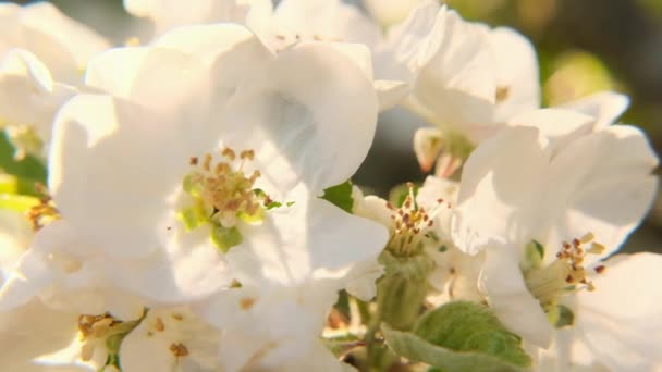 Witte bloemen van dichtbij in de zonnestralen. Bloeiende appelboom.Mooie bloemen natuur achtergrond — Stockvideo
