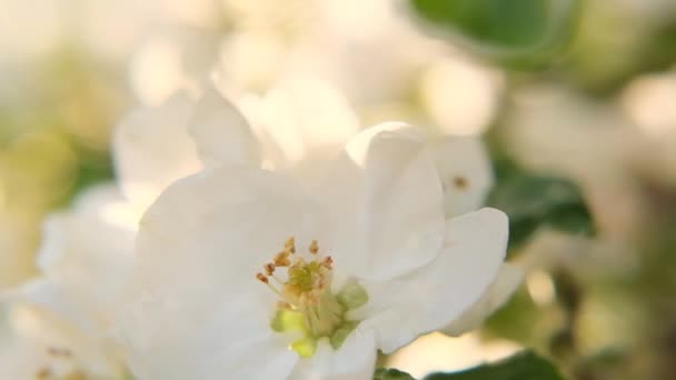 Appelboom bloemen. Witte bloemen van dichtbij in de zonnestralen. Bloeiende appelboom.Mooie bloemen natuur achtergrond — Stockvideo