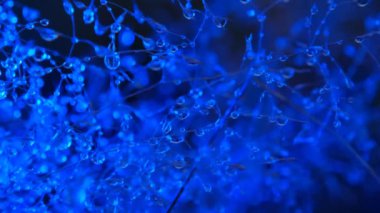 Bitkilerin üzerine güzel damlalar. Bitkisel arka plan. Saplarına su damlıyor.