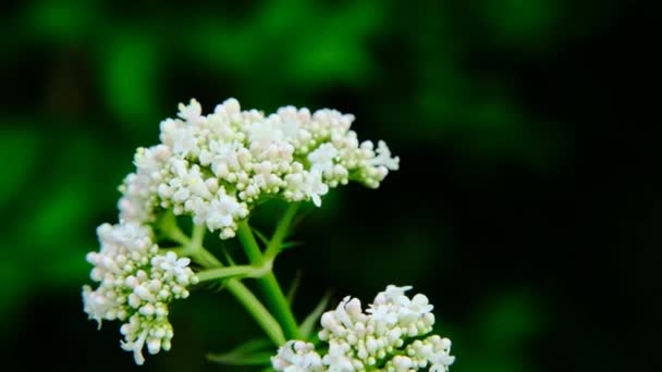 緑色の背景にバレリアン・オフィーナリス。癒しのハーブ。バレリアン・オフィーナリスの白い花 — ストック動画