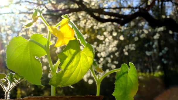 Piantine di cetriolo al sole in un giardino primaverile fiorente.Piantine in crescita. Giardinaggio e l'agricoltura. Coltivazione di verdure biologiche — Video Stock