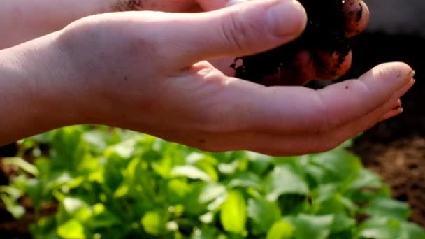 Planter des semis. Mains femelles plantant un semis de chou dans le sol.Jardinage et agriculture.Cultiver des semis. Cultiver des légumes et légumes bio biologiques — Video