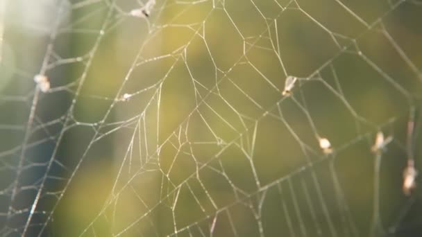 Teia de aranha com moscas close-up. Moscas mortas na teia em raios de sol em um fundo embaçado.Sacrifício sym.Confused situação conceito — Vídeo de Stock