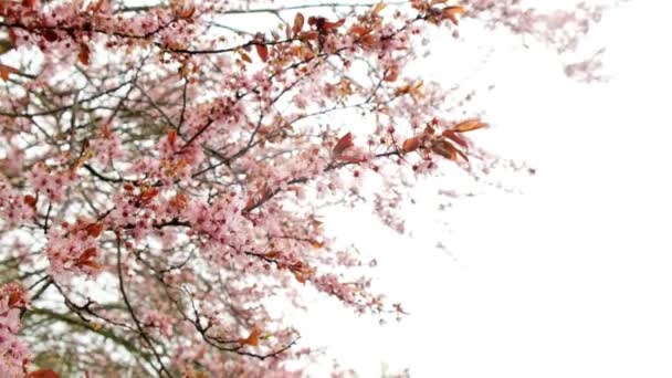 Primavera tempo nevado.ramos florescentes cor-de-rosa e flocos de neve. Primavera fria neve e árvore de floração. Neve de primavera e geada — Vídeo de Stock