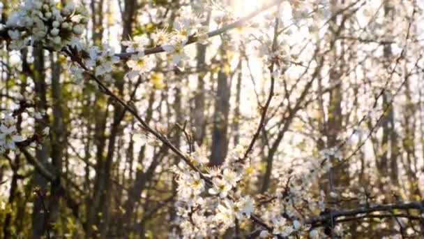 春白い枝を咲かせます。白い花の背景春時間。日当たりの良い庭の春の開花木. — ストック動画
