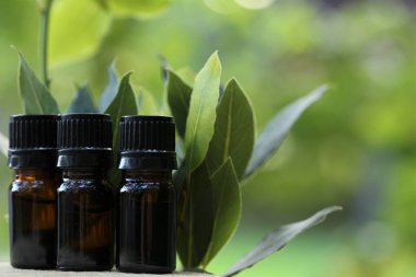 Laurel Petrol. Yeşil defne yağı. Saha yaprağı yağı. Gerekli yağ şişeleri yerleştirildi. Yeşil bulanık arka planda cam kahverengi şişeler ve defne yaprakları