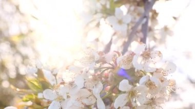 Bahar zamanı. Beyaz çiçekler yakın plan. Bahar havası. Çiçekli beyaz dallar. Bahar çiçekli ağaçlar ve baharda açan bahçede parlayan güneş..