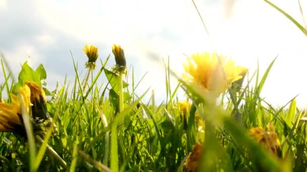 민들레 들판. 봄의 꽃 초원. 봄의 자연. 민들레 꽃 과푸른 풀을 가까이 서 본 모습 — 비디오