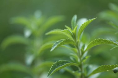 Stevia Rebaudiana. Stevia yeşil yakın plan, bulanık yeşil arka plan. Doğal tatlandırıcı. Stevia bitkileri. Stevia taze yeşil dal.