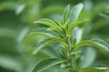 Stevia yeşil yakın plan bulanık yeşil arka plan. Organik doğal tatlandırıcı. Stevia bitkileri. Stevia taze yeşil dal.