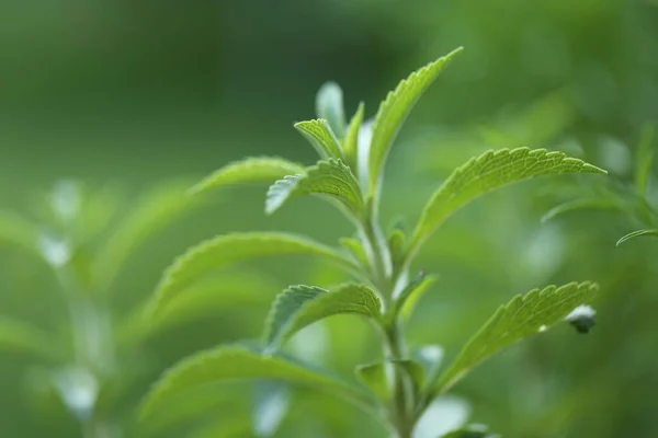 Stevia rebaudiana.Stevia green крупным планом на размытой зеленой задней стенке. — стоковое фото