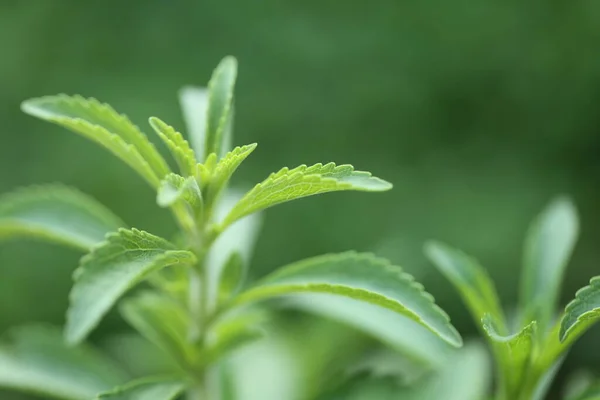 Stevia rebaudiana.Stevia green крупным планом на зеленом фоне .Organic natural sweetener.Stevia plants.Stevia fresh green — стоковое фото