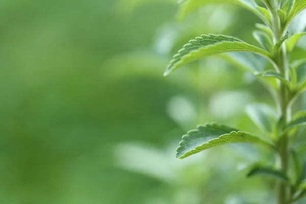 Stevia rebaudiana.Stevia verde sobre fondo verde borroso.Edulcorante natural orgánico.Stevia plantas.Stevia ramita verde fresca — Foto de Stock