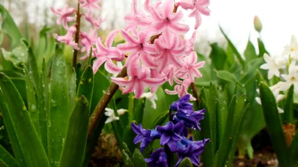 Spring snow.Hyacinths flowers close-up and flying snow. Spring bright flowers under the snow. Cold Spring.Spring snowy weather. — Stock Video