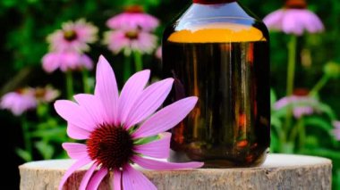 Ekinezya tentürü. Çiçeklerdeki cam şişe ve ekinezya çiçeği bulanık bahçe arka planında. Doğal geleneksel tıp ve alternatif homeopati. Bitkisel tıbbi tentürler.