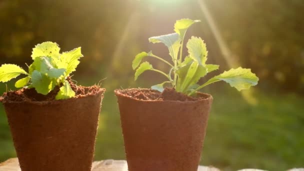 春の庭の泥炭カップの緑の苗春の苗の栽培。苗や植え付け材料。農業と成長する緑の概念. — ストック動画