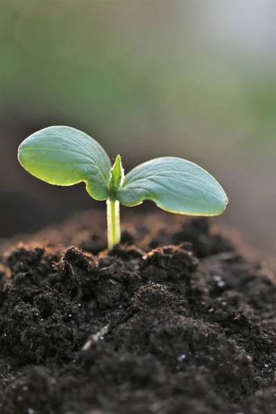 土壌中の苗。庭と農業成長している苗。有機野菜や緑の栽培。アースデイ。生態学的概念. — ストック写真