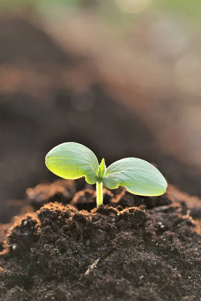 土壌中の苗。苗を植える。庭と農業成長する苗。野菜や緑の栽培. — ストック写真