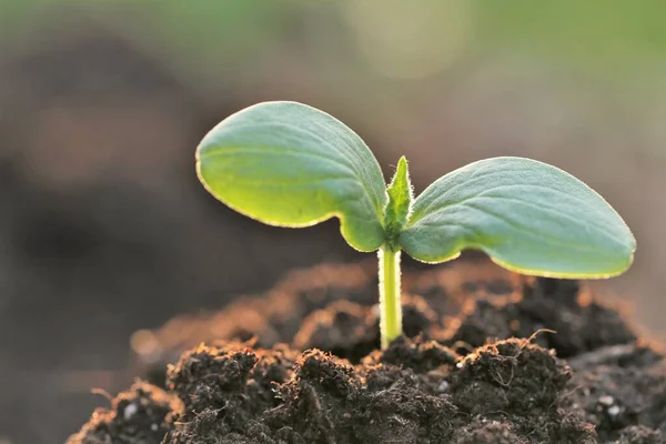 土壌中の苗。苗を植える。庭と農業成長する苗。アースデイ。生態学的概念. — ストック写真