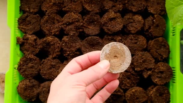 Compresse di torba. Piantare materiale organico. Compresse di torba in una mano femminile su uno sfondo vassoio verde piantina di semenza.Pianta semi in compresse di torba. Semina di semenze.Coltivazione di piantine. — Video Stock