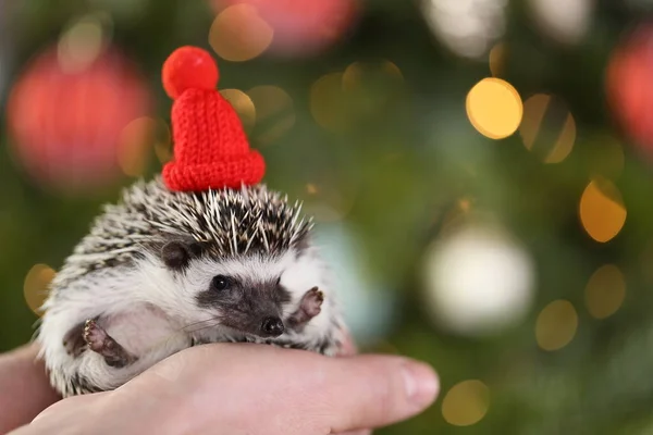 Vánoce pro mazlíčky. Ježek v červeném pleteném klobouku na vánoční stromeček pozadí.Afričan bělobřišní pygmej ježek — Stock fotografie