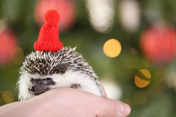 Vánoce pro mazlíčky. Ježek v červeném pleteném klobouku na vánoční stromeček pozadí.Vánoce a Nový rok.Afričan bělobřišní pygmej ježek — Stock fotografie