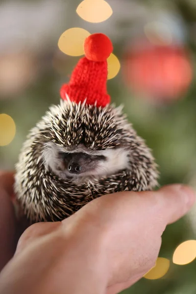 Vánoce pro mazlíčky. Ježek v červeném pleteném klobouku na vánoční stromeček pozadí.Vánoce a Nový rok.Afričan ježek — Stock fotografie