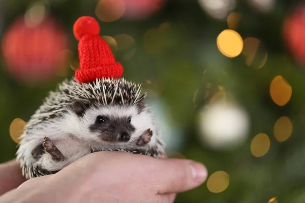 Vánoce pro mazlíčky. Ježek v červeném pleteném klobouku na vánoční stromeček pozadí.Vánoce a Nový rok.Afričan ježek — Stock fotografie