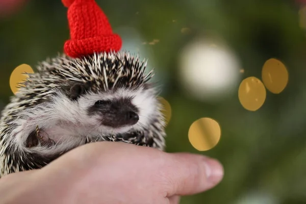 Vánoce pro mazlíčky. Ježek v červeném klobouku na vánoční stromeček pozadí.Vánoce a Nový rok.Afričan ježek ježek — Stock fotografie