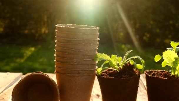 Piantine verdi in coppe di torba su un tavolo di legno.Piantine e piantine. Lavoro primaverile in giardino. . Coltivare verdure biologiche nell'orto. Concetto di agricoltura e vegetazione crescente. — Video Stock